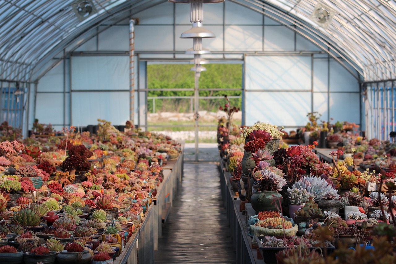 How to Build a Greenhouse on a Budget